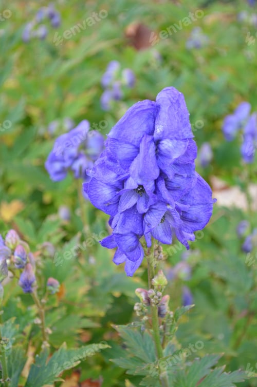 Preview: Garden With Beautiful Flwoering Larkspur Flowers.