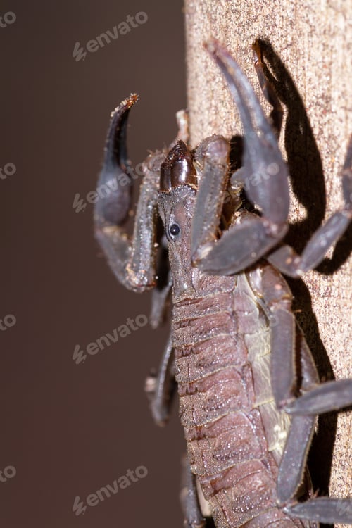 Preview: Large Dark Brown Scorpion Found Climbing Up A Wooden Pillar In The Costa Rican Rainforest