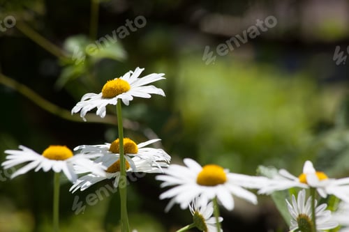 Preview: Daisy And Green Background
