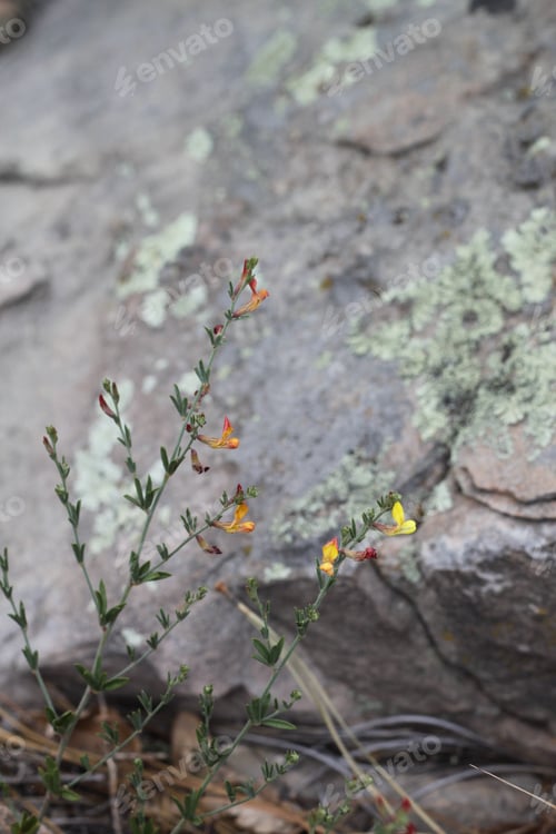 Preview: A Clump Of Desert Rock Pea Flowers 8181