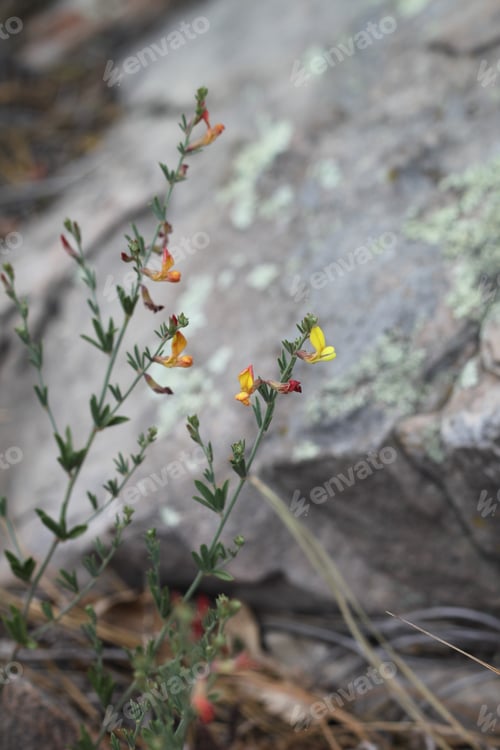 Preview: A Clump Of Desert Rock Pea Flowers 8259