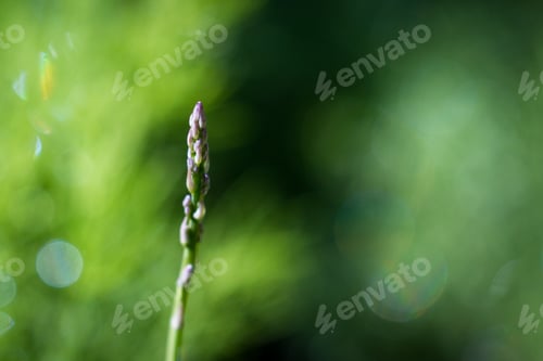Preview: Close Up Of A Healthy Asparagus Plant With Water Drops Adding A Natural Effect To A Natural