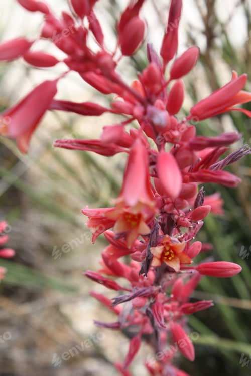 Preview: Tiny Flowers And Buds On Red Yucca Stalks 5559