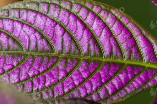 Preview: Macro Of The Texture Of A Small Purple Leaf With Veins And Cells