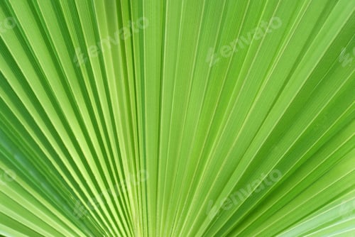 Preview: Nature Background Green Palm Leaf