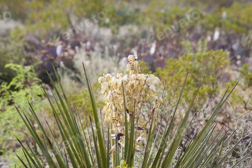 Preview: Blooming Yucca Cactus Blooming