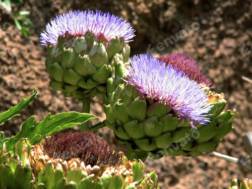 Preview: Artichokes In Bloom In A Garden.