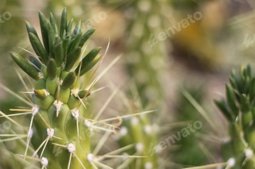 Preview: A Green Eve'S Needle Cactus Plant 0603
