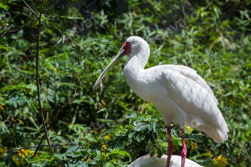 Preview: Closeup Of An African Spoonbill Over A Natural Green Background