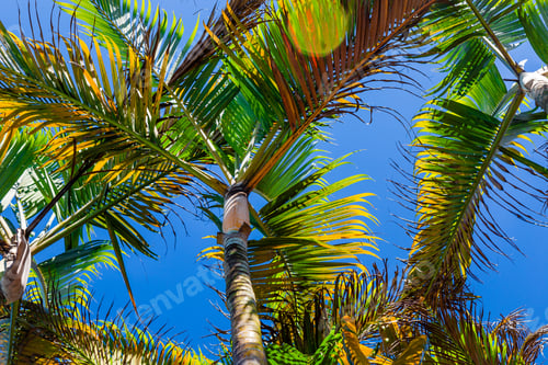 Preview: Palm Trees Against Blue Sky, Palm Trees At Tropical Coast, Coconut Tree,Summer Tree