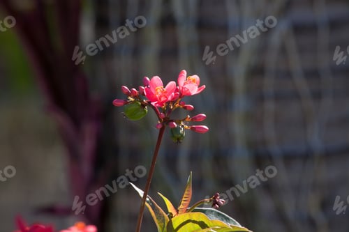 Preview: Pink Flower Outdoors In The Sunshine