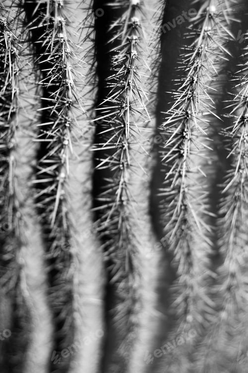 Preview: A Saguaro Cactus With Sharp Spines 0280