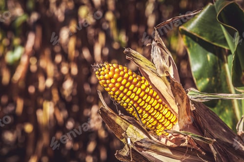 Preview: Corn Field (Patch)