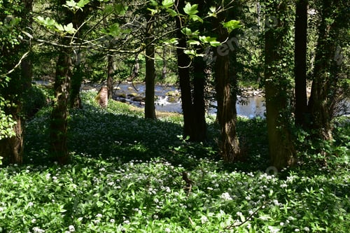 Preview: Wildlower Carpet Flowering In Woodlands Under The Trees.