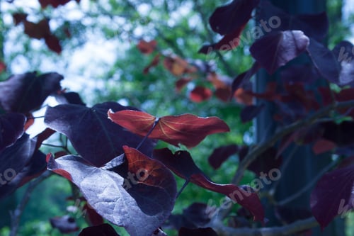 Preview: Red Leaves On A Tree Against A Blue Sky