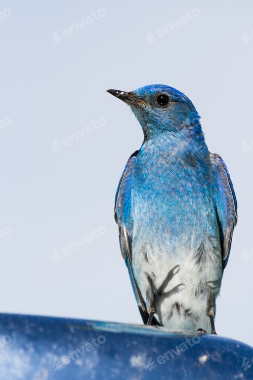 Preview: Portrait Of A Mountain Bluebird Standing On A Car Mirror