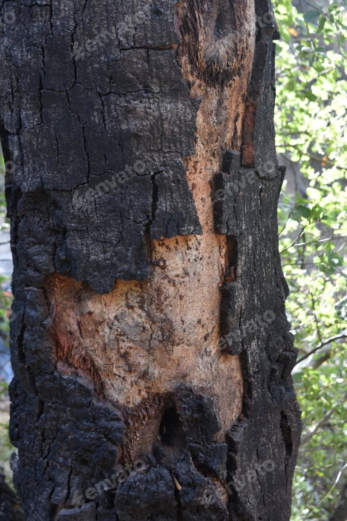 Preview: California With A Scorched And Charred Bark On A Tree.