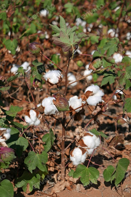 Preview: Cotton Plant In A Field