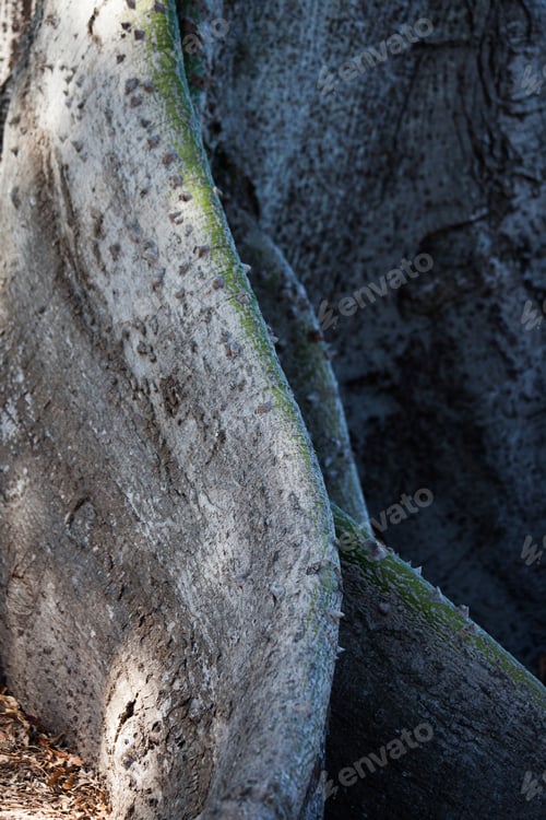 Preview: Kapok Tree Close Up For An Abstract