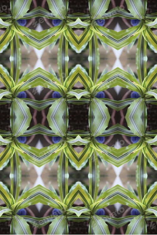 Preview: A Dracaena Reflexa Lemon Surprise Plant Abstract With Vivid Striped Leaves 0481