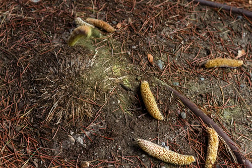 Preview: Close Up Of A Male Catkins Falling To The Ground And Releasing Pollen In A Cloud Of Yellow Color