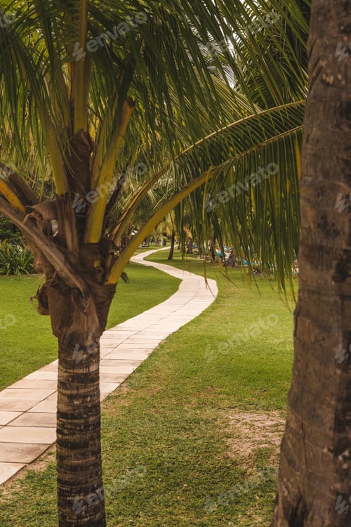 Preview: Coconut Trees On A Path In The Garden