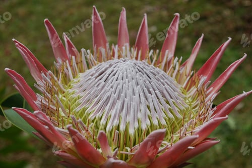Preview: Garden With Pretty Pink Spikey Protea Flowers.