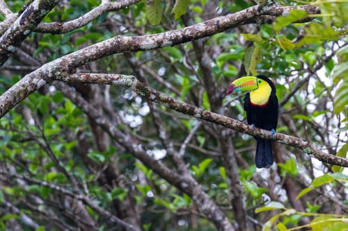 Preview: Close Up Of A Keel Billed Toucan Perched On A Tree Branch In Tropical Costa Rica