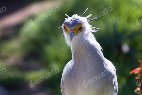 Preview: Close Up Of A Secretary Bird With A Yellow And Orange Face Mask And A Bluish Crown