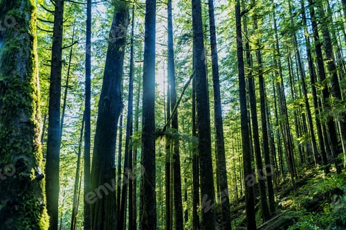 Preview: Natural Beauty In Vancouver Island - Sunlight Lay Down In Avatar Grove 3. Avatar Grove Vancouver