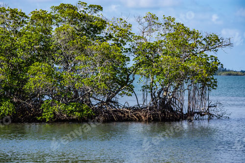 Preview: Nature Background Of A Mangrove Island In A Florida Lagoon With Textures And Angles And Lines Of