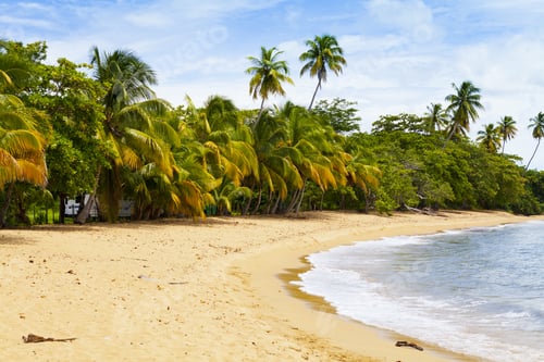 Preview: Tropical Island