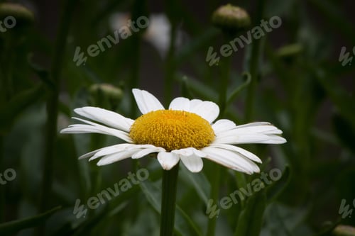 Preview: Daisy Flower Blooming In A Field