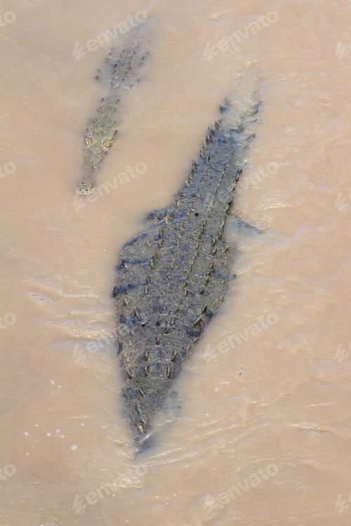 Preview: Group Of Crocodiles In The Grande De Tarcoles River In Costa Rica.