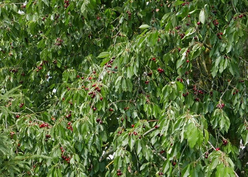 Preview: Cherry Tree With Ripe Cherries