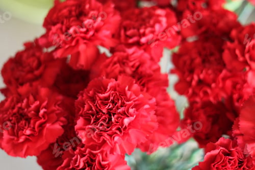 Preview: A Bouquet Of Red Carnations 6034