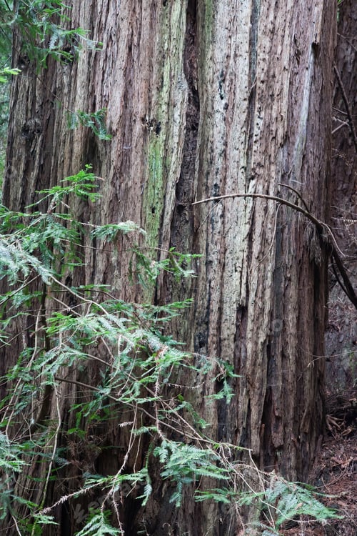 Preview: Coastal Redwood Trees Outdoors In Nature