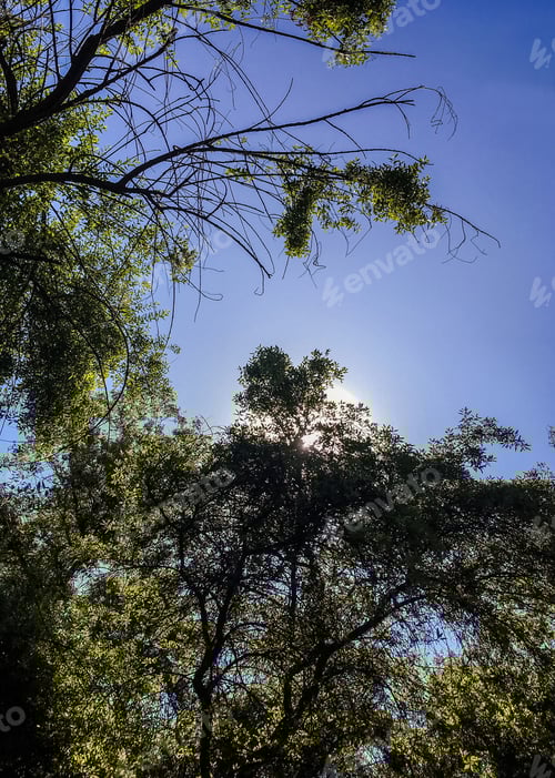 Preview: Garden And Flowers Tree At Park Araucano