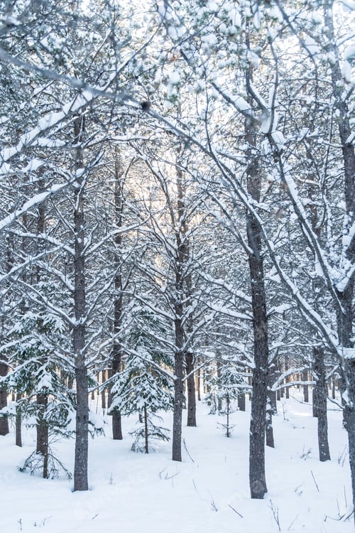 Preview: Portrait Photo Of A Dense Forest Full Of Tall Black Spruce Trees With Their Branches Covered In A