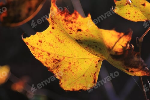 Preview: Green Leaf Background - Colors In Nature -