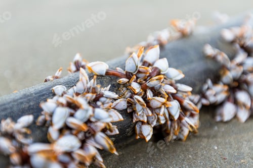 Preview: Cluster Of Mussels On A Piece Of Drift Wood In Tropical Costa Rica
