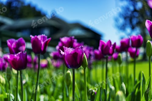 Preview: Fresh And Beautiful Pink Tulips In Spring Garden 1.