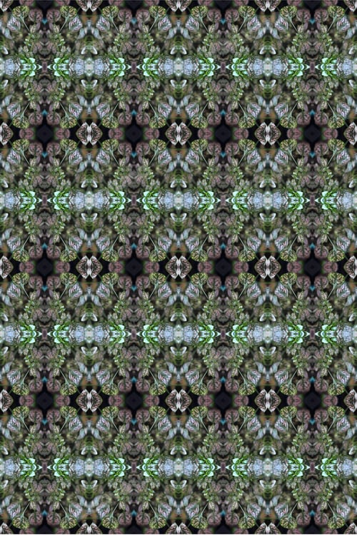 Preview: A Potted Pink Splash Plant Abstract With Lush Spotted Leaves 0273