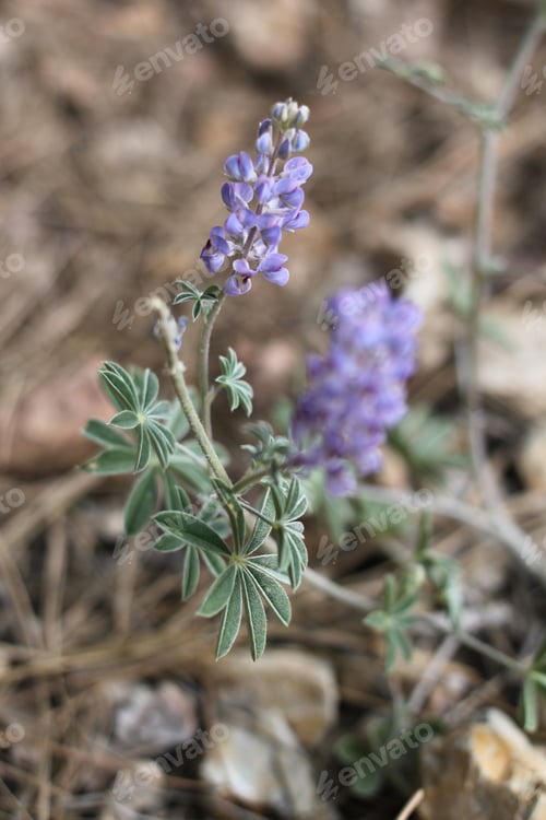Preview: A Lupinus Sparsiflorus Plant With Flowers 8827