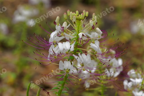 Preview: Cleome Chilensis, Endemic Flower Of Chile, Is Also Known As White Spider Flower