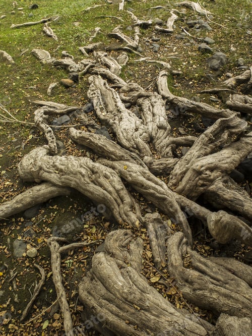 Preview: Texture Of Roots Of Myceugenia Exsucca