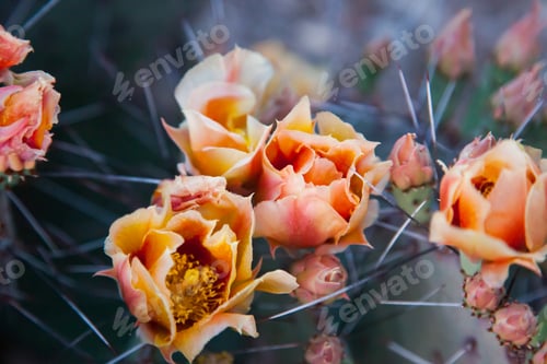 Preview: Beautiful Cactus Blossoms in the Desert Sunlight