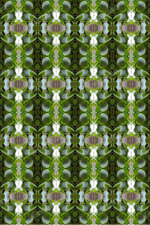 Preview: A Lush Green Pilea Peperomia Plant Abstract 0277