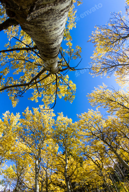 Preview: Beautiful Golden Leaves On A Grove Of Birch Trees In Montana Looking Up With A Blue Sky In The