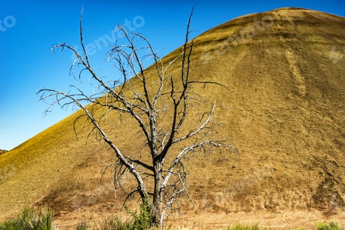 Preview: Dead Tree Stand Alone Front Of Yellow Clay Stone Hill In Red Hill Park At John Day Fossil Beds